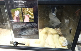 Z wizytą w Muzeum Przyrody &ndash;  Dworze Lutosławskich i Teatrze Lalki i Aktora 30